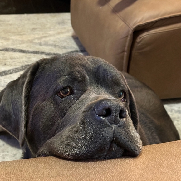 Meet your Posher, Sherry! LIKE TO BE NOTIFIED OF LIVE SHOWS 😊 - Picture 7 of 10